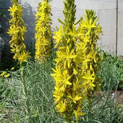 1703_asphodeline_lutea_03
