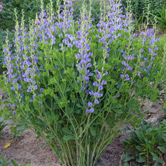 7250377_baptisia_australis_01