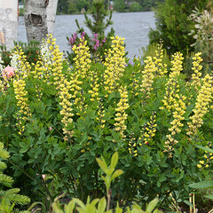 6210987_baptisia_lemon_meringue_01