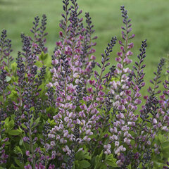 8221352_baptisia_pink_truffles_01