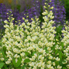 6212232_baptisia_vanilla_cream_01