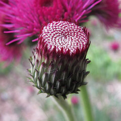 5232932_cirsium_atropurpureum_01