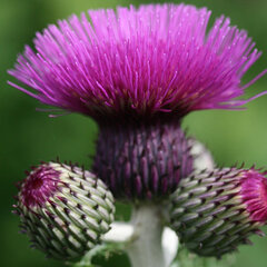 7232797_cirsium_tr_3