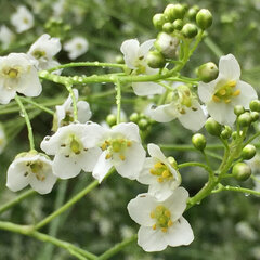 2244098_crambe_cordifolia_01