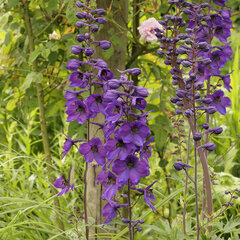 2212608_delphinium_x_cultorum_dark_knight_01