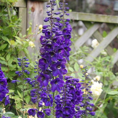 2212608_delphinium_x_cultorum_dark_knight_02