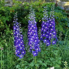 6254680_delphinium_delgenius_blue_fabulosa_01