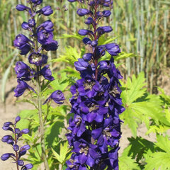 9251360_delphinium_x_cultorum_dark_blue_black_bee_01