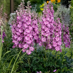 6254681_delphinium_delgenius_chantay_01