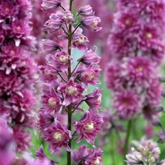6221178_delphinium_highlander_flamenco_07