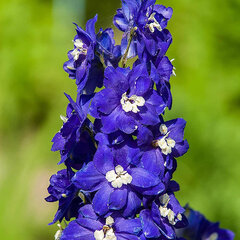 4252787_delphinium_x_cultorum_king_arthur_01