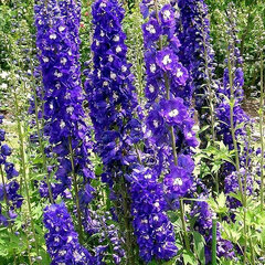 4252787_delphinium_x_cultorum_king_arthur_02