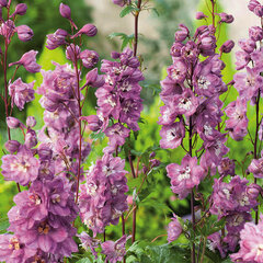 3253228_delphinium_x_cultorum_magic_fountain_pink_shades_01