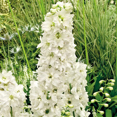3200739_delphinium_elatum_pure_whitea_01
