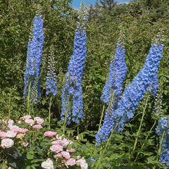 4252609_delphinium_summer_skies_01