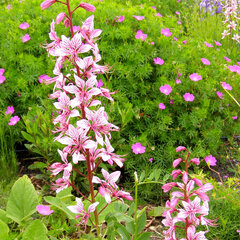 4250164_dictamnus_albus_01