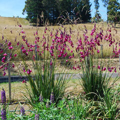 2253777_dierama_pulcherrimum_dark_cerise_02