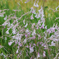 5254071_dierama_pulcherrimum_01