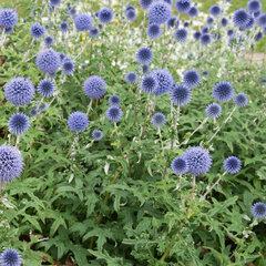 3251039_echinops_ritro_01