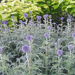 9234021_echinops_taplow_blue_01