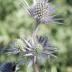 3220090_eryngium_bourgatii_01