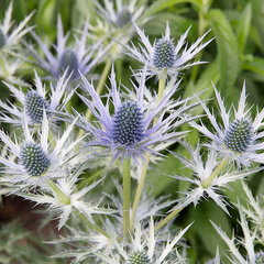 3220090_eryngium_bourgatii_03