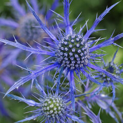 08201847_eryngium_pen_blue_01