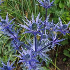 08201847_eryngium_pen_blue_02