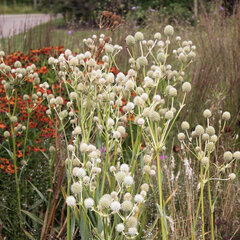 4254220_eryngium_yuccifolium_04