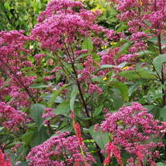 3212321_eupatorium_atropurpureum_01