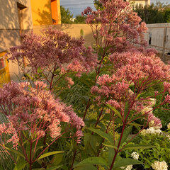 7240335_eupatorium_baby_joe_01