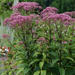 7240335_eupatorium_baby_joe_06
