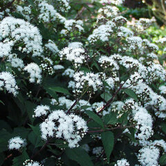 421261_eupatorium_chocolate_01