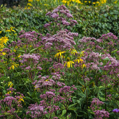 7213070_eupatorium_phantom_01