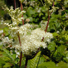2232894_filipendula_ulmaria_01