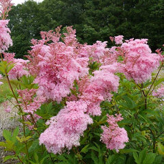 5254215_filipendula_venusta_02