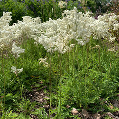 3253432_filipendula_vulgaris_01