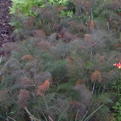 3251429_foeniculum_purpureum_01