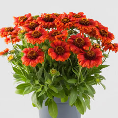 4254619_gaillardia_ar