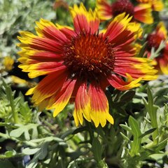 6250755_gaillardia_arizona_sun_01