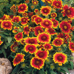 6250755_gaillardia_arizona_sun_02