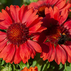 6251679_gaillardia_mesa_red_02