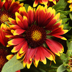 6242484_gaillardia_spintop_orange_halo_01