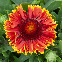 7254650_gaillardia_spintop_yellow_touch_01