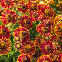 9250472_helenium_bandera_01
