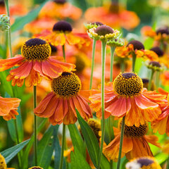 5233906_helenium_early_flowerer_01