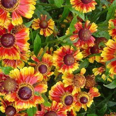 05201327_helenium_feuersiegel_01