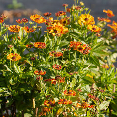 6231280_helenium_fuego_01
