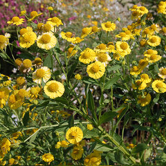 4211407_helenium_kanaria_01