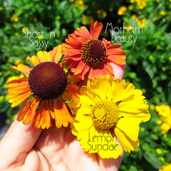 6212573_helenium_lemon_sundae_01